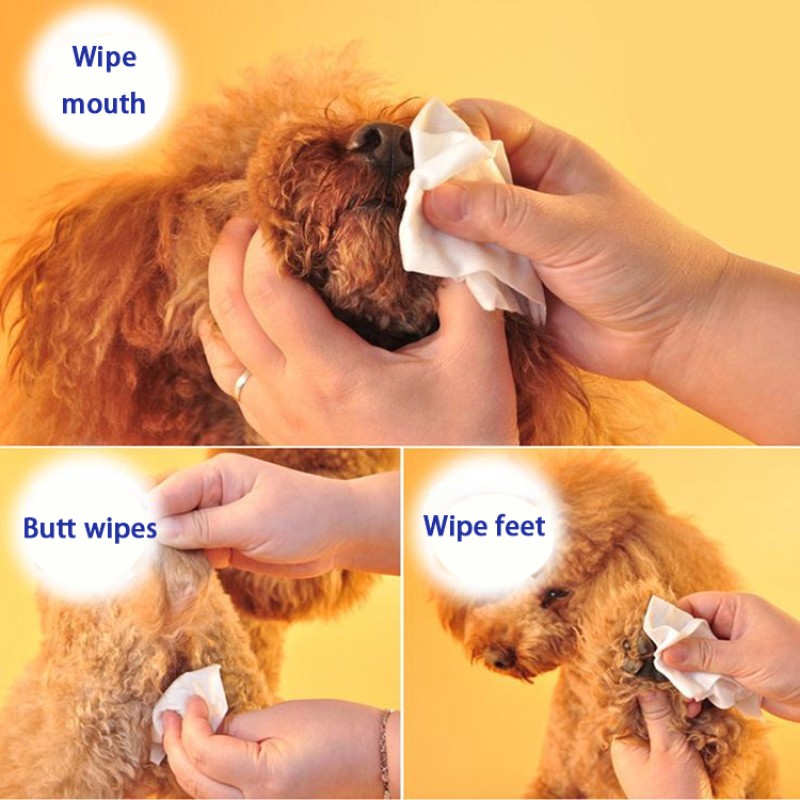 Pet Wipes Manufacturer - Custom Flushable Biodegradable 100pcs