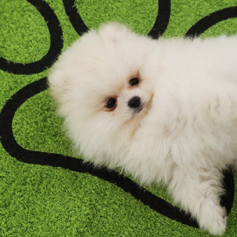 Pet Mat Factory - Lawn Style Super Absorbent Quick Drying