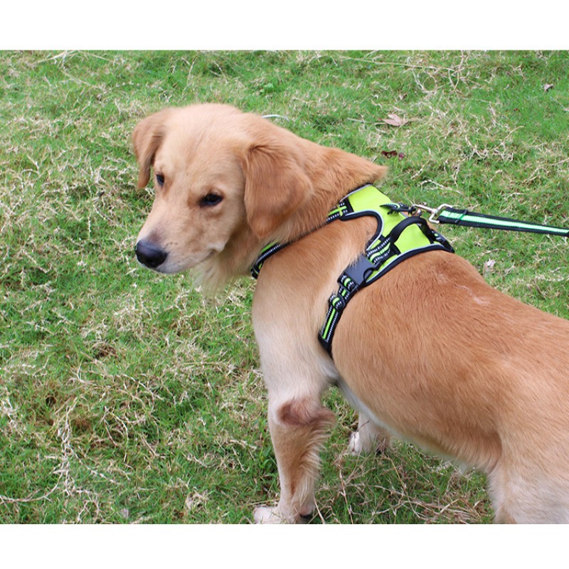 Pet Collar Supplier - Wholesale Halloween Nylon Cat Dog