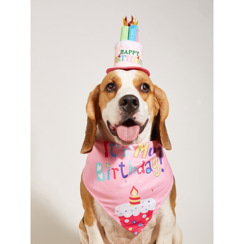 Pet Gift Basket Manufacturer - Birthday Box for Puppy Kitty