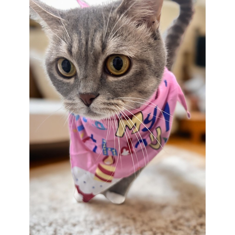 Pet Gifts Manufacturer - Eco-Friendly Birthday for Dogs Cats