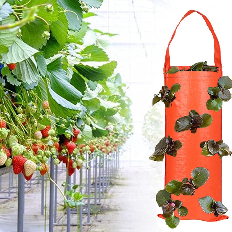 Strawberry Planting Bag Manufacturer - PE Vertical Hanging Container