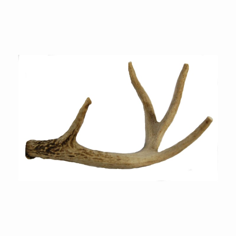 Red Deer Antlers Supplier - Natural Whole Antlers For Sale