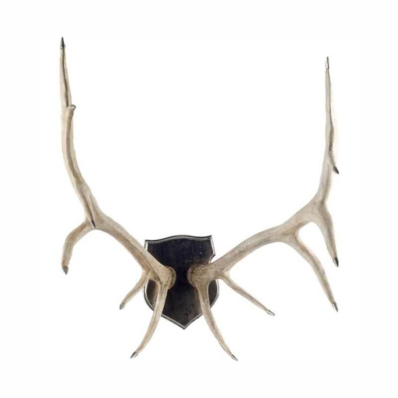 Red Deer Antlers Supplier - Natural Whole Antlers For Sale