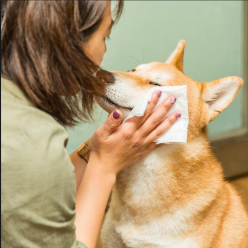 Pet Wipes Supplier - Grooming Ear Eye Canister