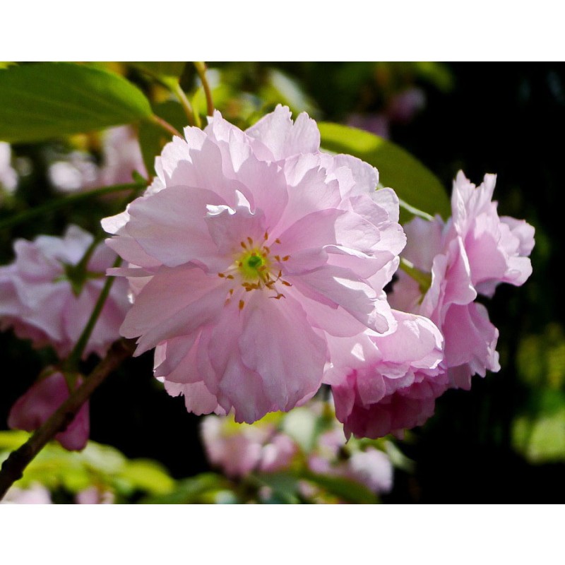 Food Grade Sakura Cherry Blossom Extract Natural Sakura Extract Powder