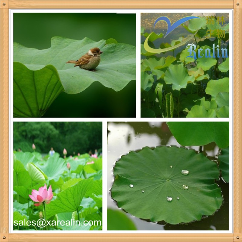 Natural Lotus Leaf Extract P.E. Lotus Leaf Extract Powder Nuciferine