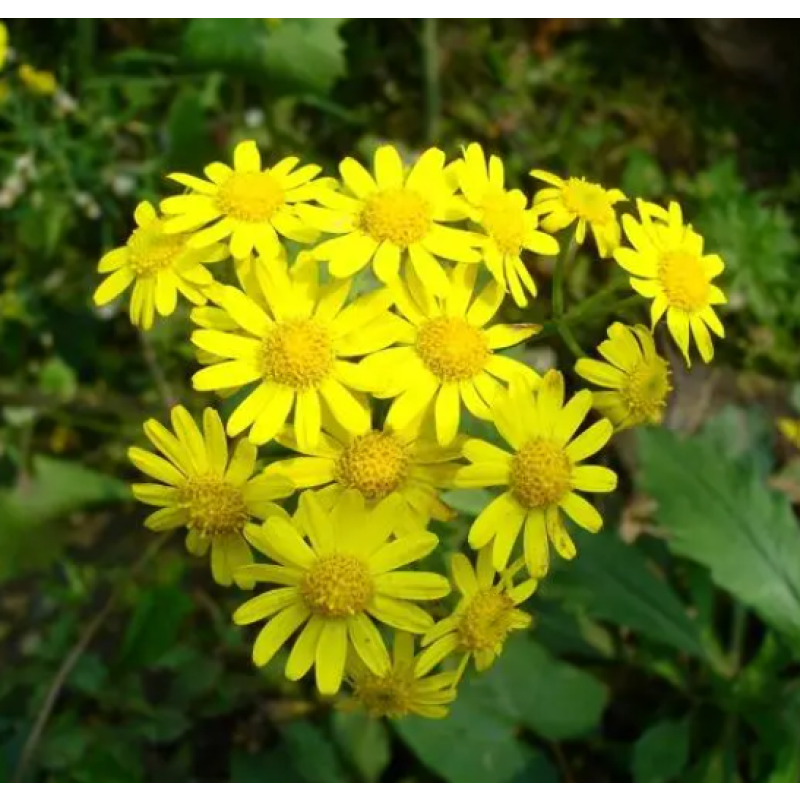 Natural Herbal Wild Chrysanthemum Flower Extract for Health Supplements Cosmetics