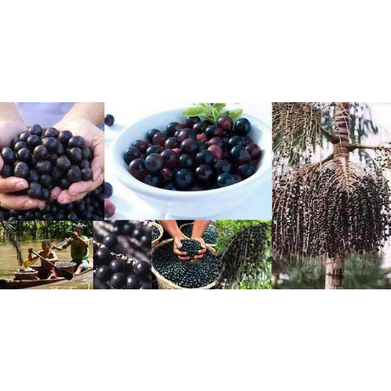 100% Natural Acai Berry Powder Support Skin Health Freeze-dried Acai Berry Powder