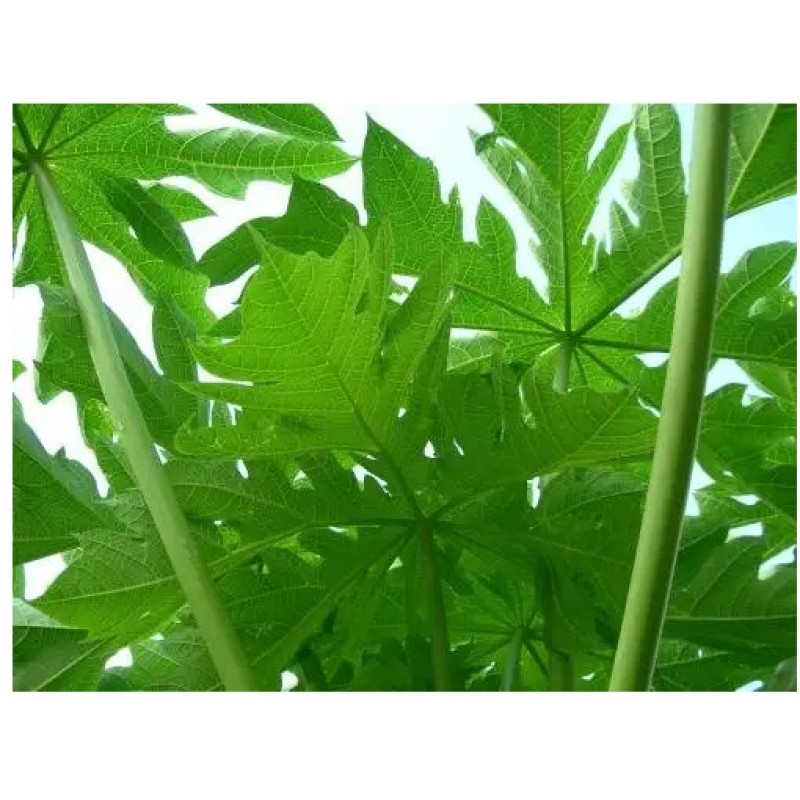 Papaya Leaf Extract Powder Green Papaya Powder Papaya Leaf Powder