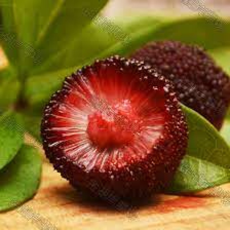 Myricetin Powder Bayberry Fruit Bark Extract 98% Myricetin