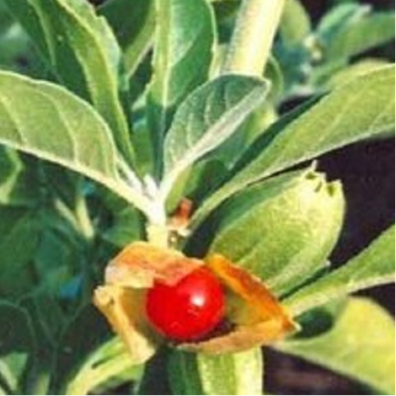 Strong Man Supplement Raw Materials Horny Goat Weed Natural Herbal Blend Men Power Powder