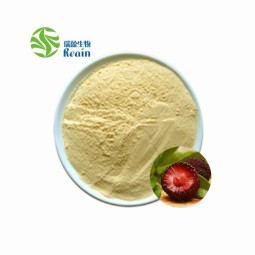 Myricetin Powder Bayberry Fruit Bark Extract 98% Myricetin