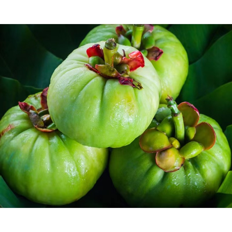 Weight Loss 95% HCA Hydroxy Citric Acid Garcinia Cambogia Extract Powder