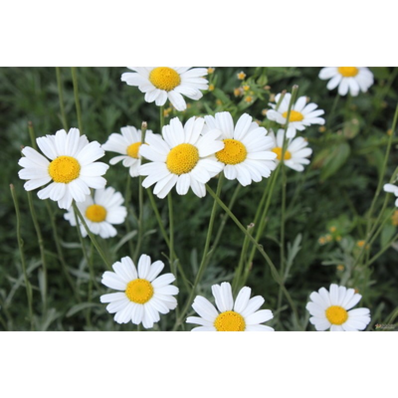 Pyrethrin Extarct Anacyclus Pyrethrum Extract 25% 50%  Pyrethrins Oil Pyrethrum Extract Pyrethrin Oil