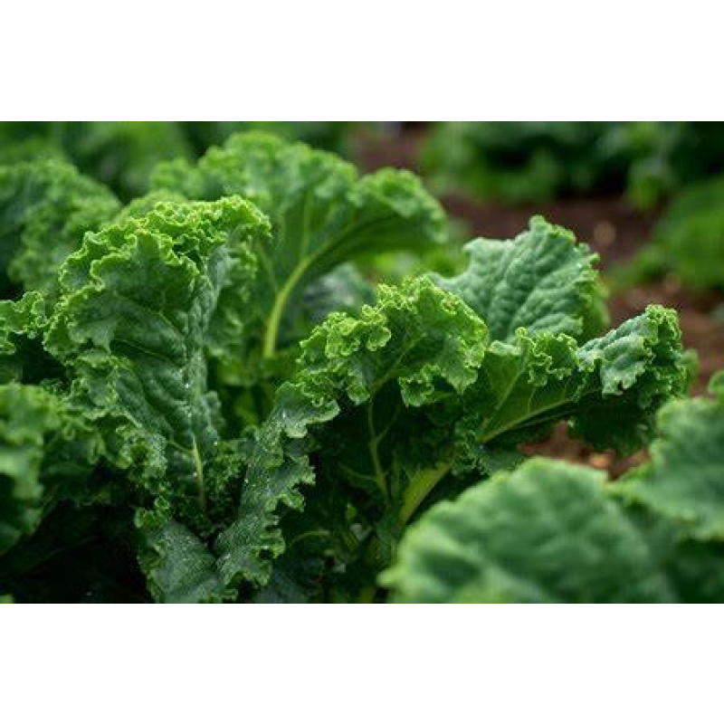 Food Grade Kale Powder Natural Kale Leaves Powder