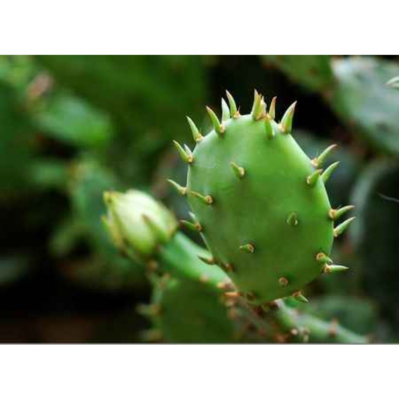 Cactus Extract Powder Opuntia Extract Powder Cactaceae Extract Powder