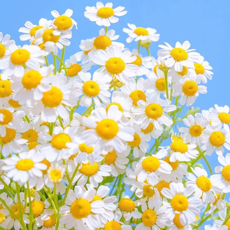 Cosmetic Skin Care Chamomilla Recutita Liquid Essence Chamomile Extract Liquid