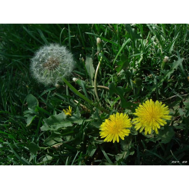 Taraxacum Extract Dandelion Root Extract Powder 10:1