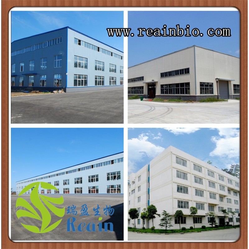 Myricetin Powder Bayberry Fruit Bark Extract 98% Myricetin