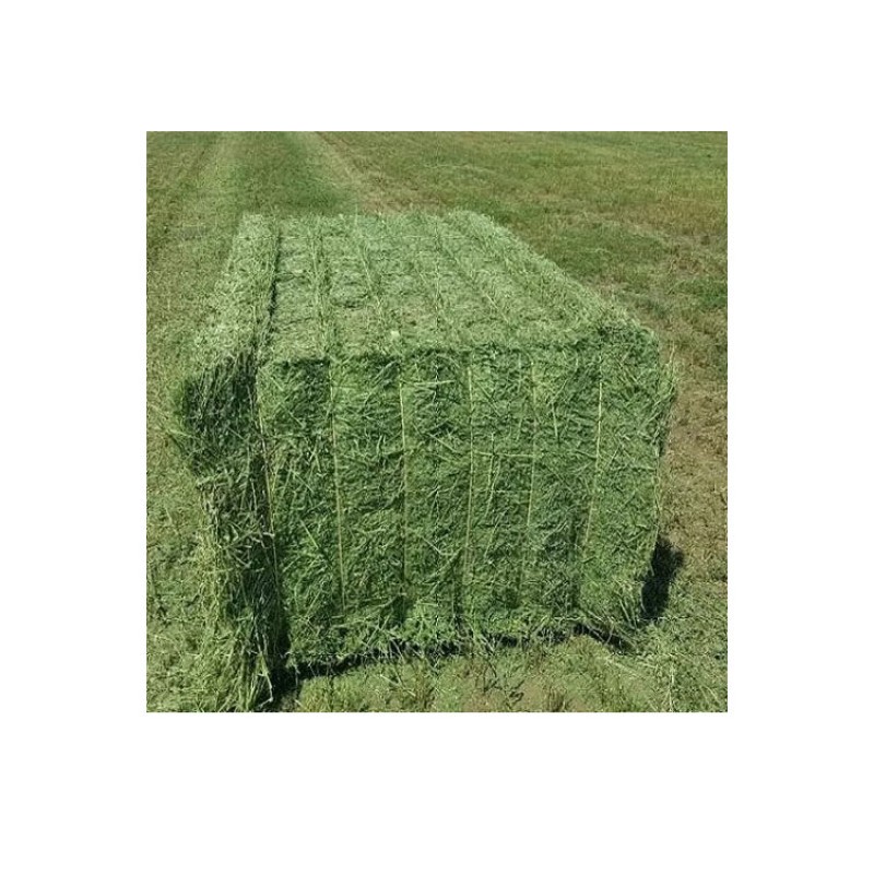 Alfalfa Hay Manufacturer - Top Grade Nutritious