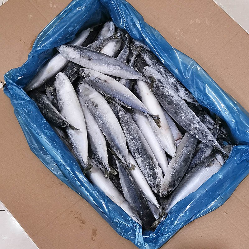 Frozen Mackerel Supplier - Pacific Whole LQF