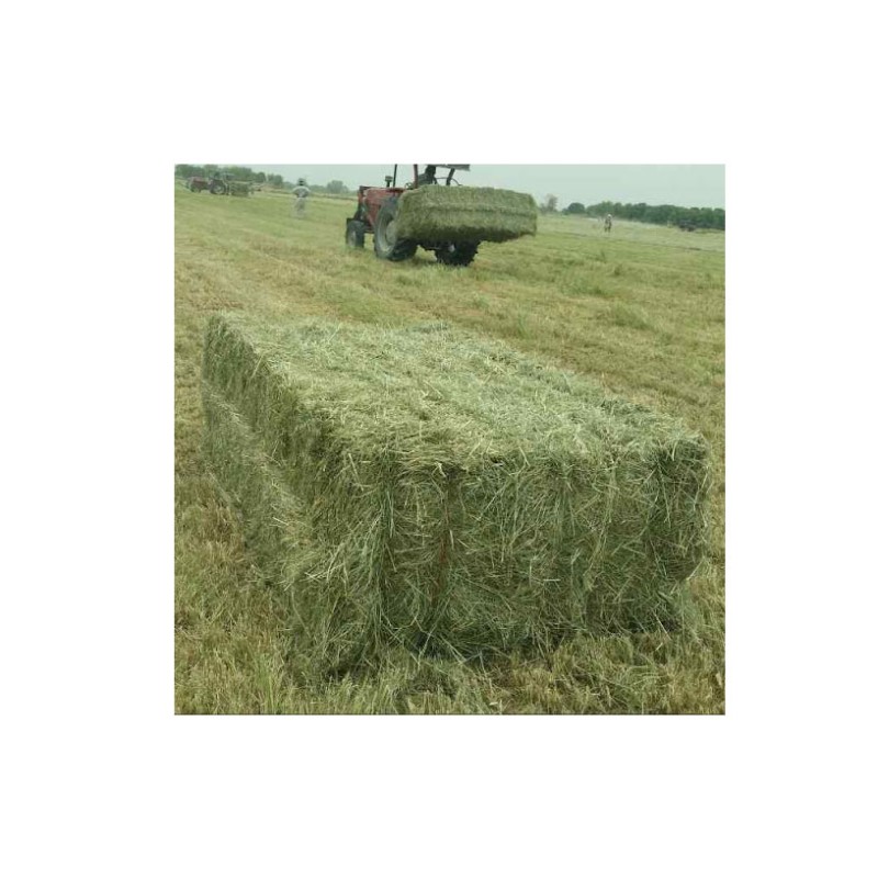 Animal Feed Factory - Alfalfa Pellets Multi-Use