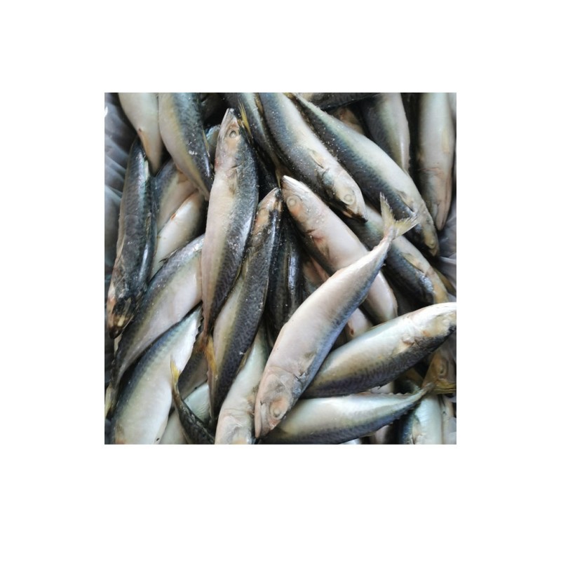 Mackerel Factory - Ukrainian Export Frozen