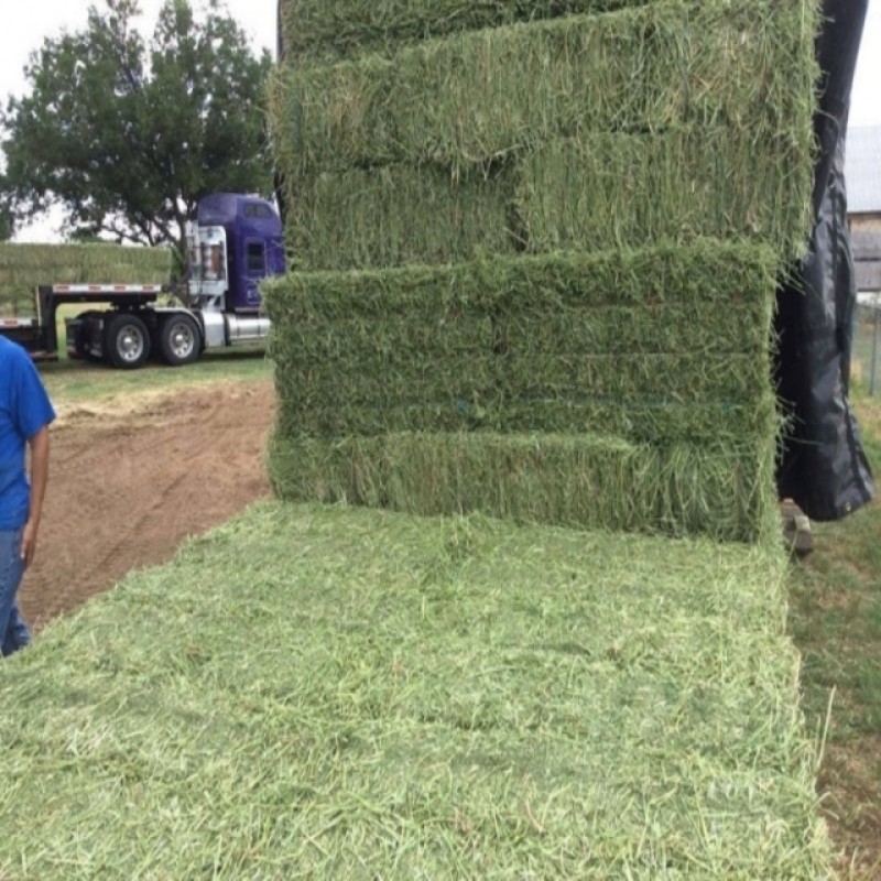 Animal Feed Supplier - Alfalfa Hay High Protein