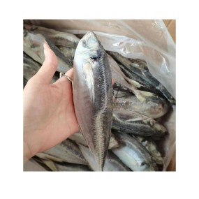 Frozen Fish Manufacturer - Pacific Indian Mackerel