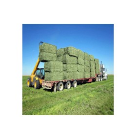Animal Feed Supplier - Alfalfa Hay High Protein