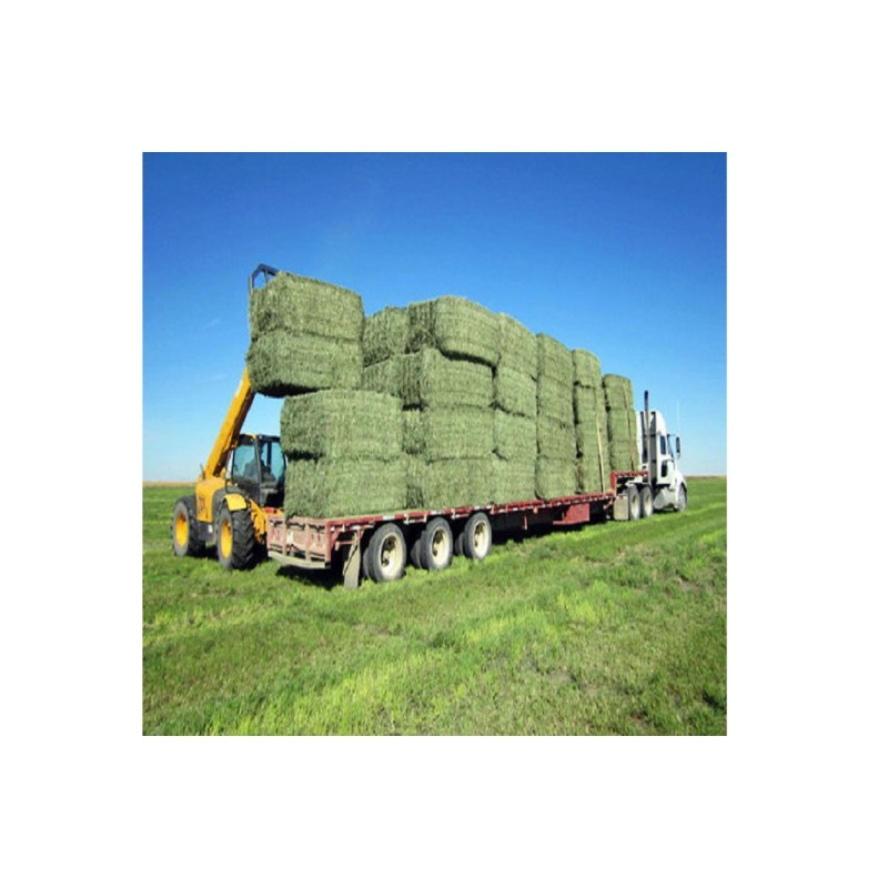 Animal Feed Supplier - Alfalfa Hay High Protein