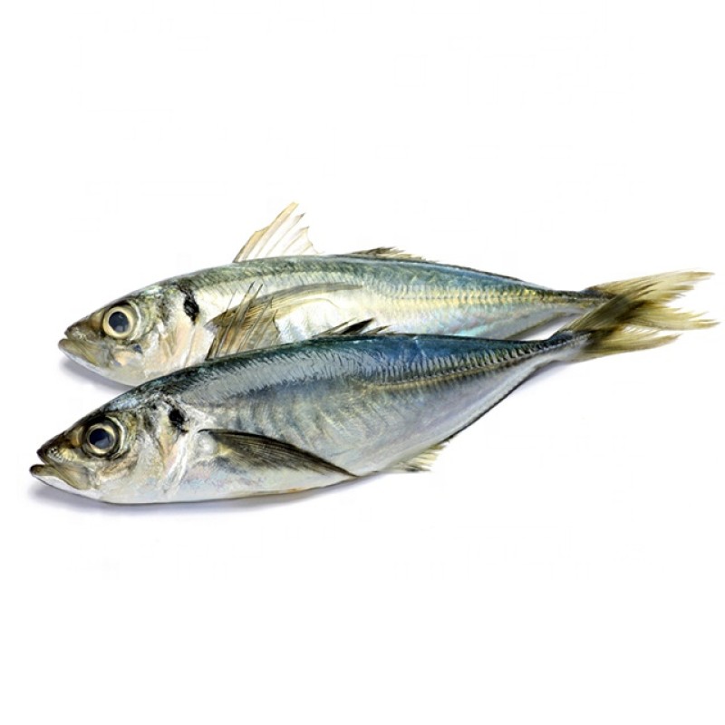 Mackerel Factory - Ukrainian Export Frozen