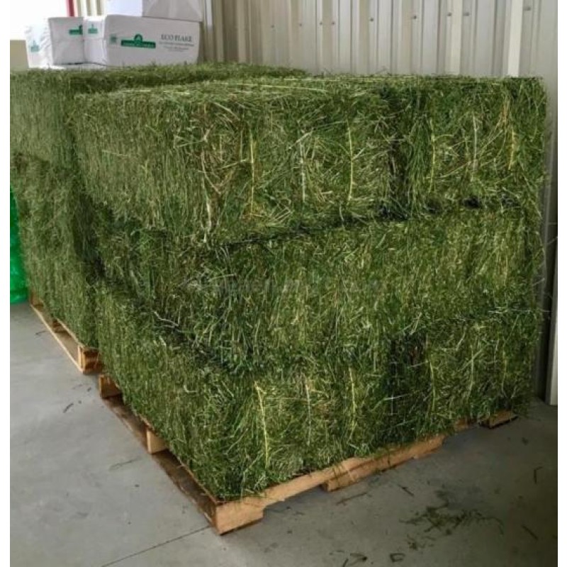 Animal Feed Supplier - Alfalfa Hay High Protein