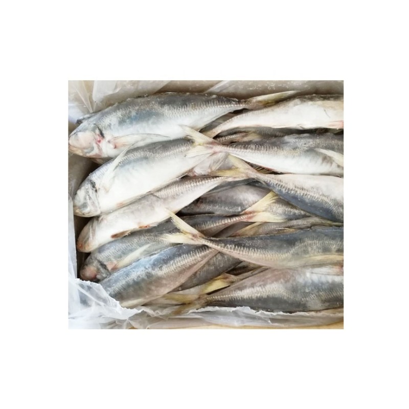 Frozen Fish Manufacturer - Pacific Indian Mackerel