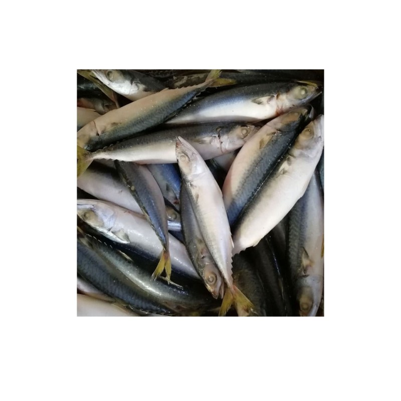 Mackerel Factory - Ukrainian Export Frozen