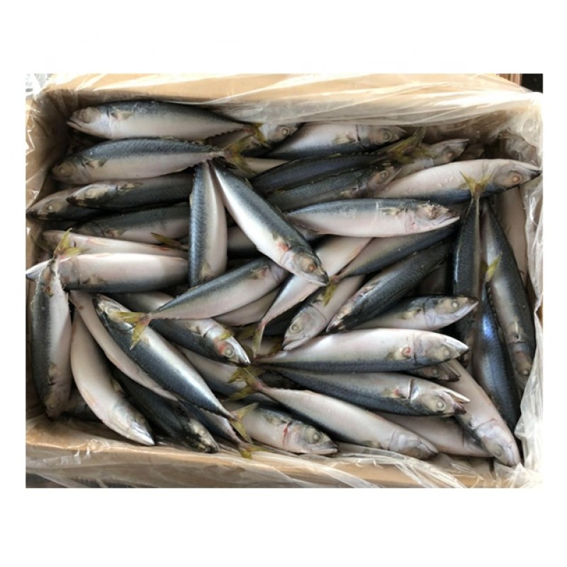 Mackerel Factory - Ukrainian Export Frozen