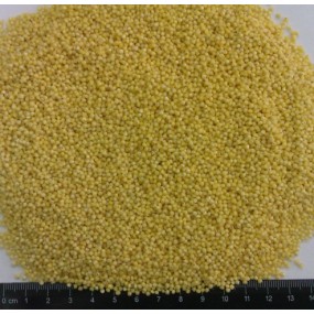 Yellow Millet Supplier - Grain Feed Bulk