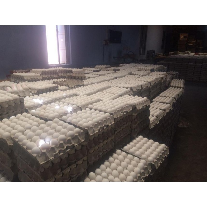 Chicken Eggs Supplier - White Eggs Fresh