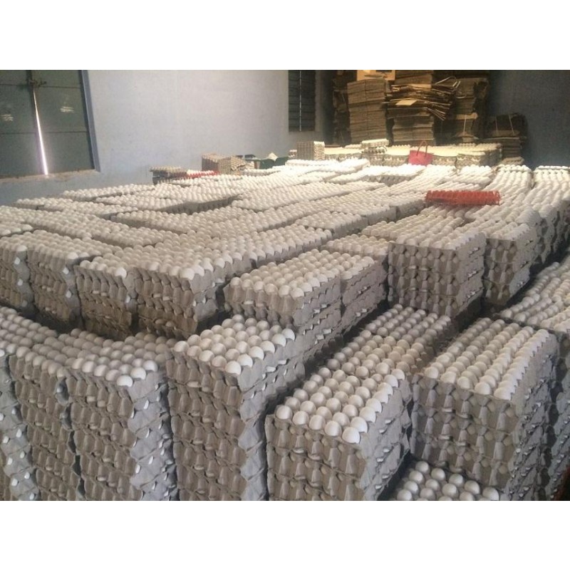 Chicken Eggs Supplier - White Eggs Fresh