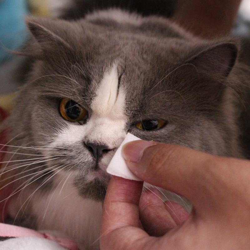 Pet Cleaning Wipes Manufacturer - OEM Eco Friendly Premium