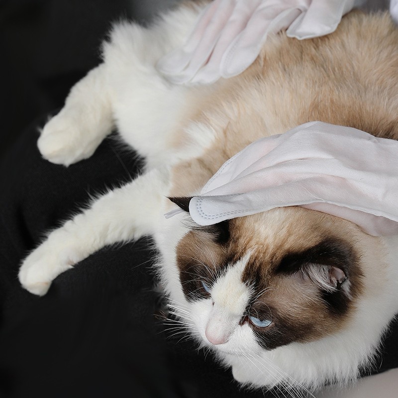 Pet Wipes Supplier - Grooming Gloves Biodegradable Dogs