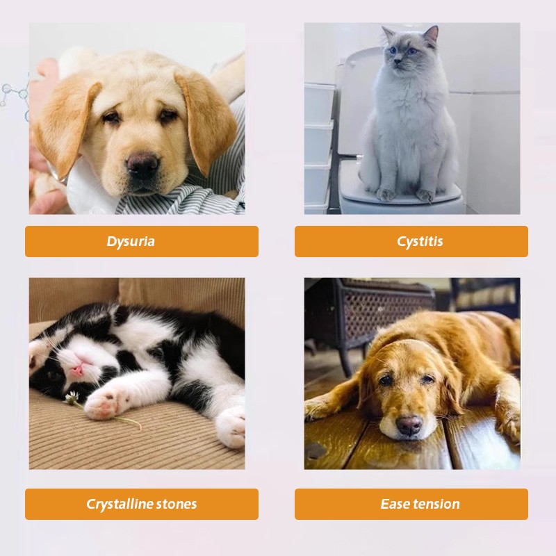 China Supplier  Urinary Nutrient Solution Pet Nutritional Supplement Pet Nutrition Solution