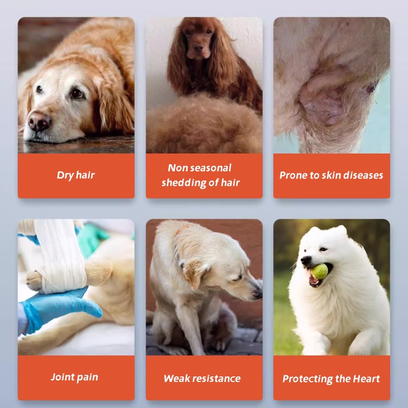 Factory Price  Lecithin Solution Pet Nutritional Supplement Pet Nutrition Solution