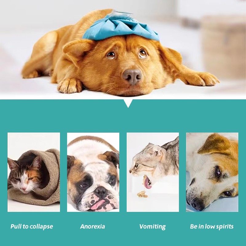 Factory Direct Price Diarrhea Nutrient Solution Pet Nutritional Supplement Pet Nutrition Solution