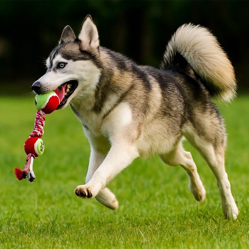 Dog Chew Toy Manufacturer - Cotton Rope Tennis