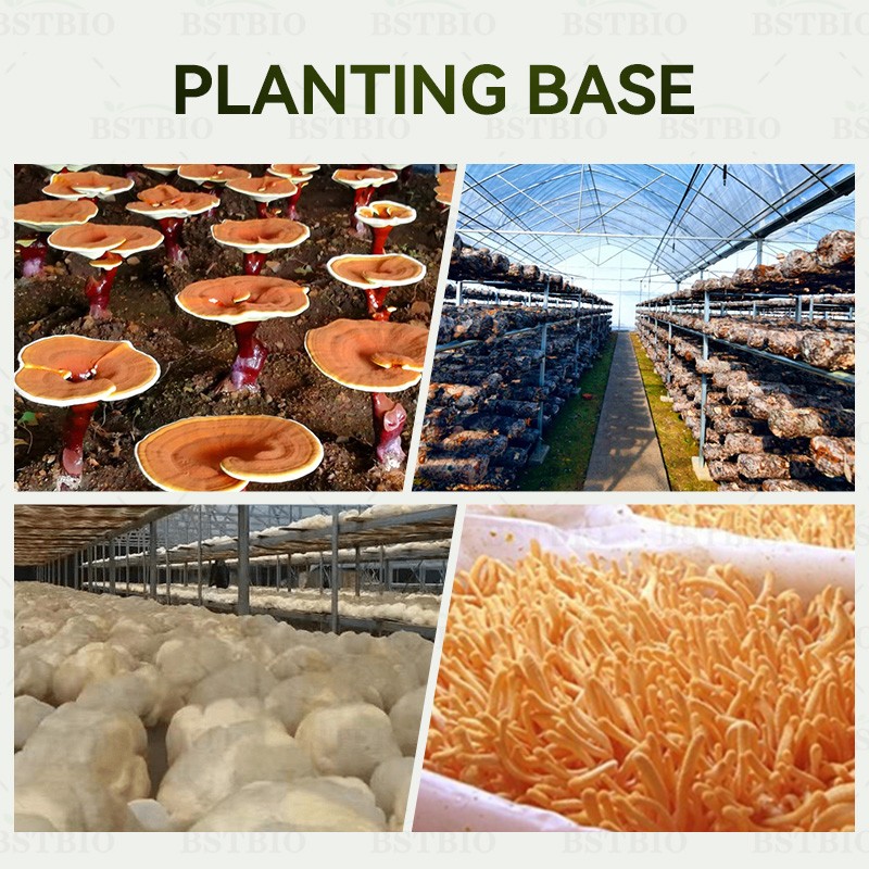 BSTBIO Polysaccharides Hericium Erinaceus Mycelium Powder Organic Lions Mane Mushroom Extract