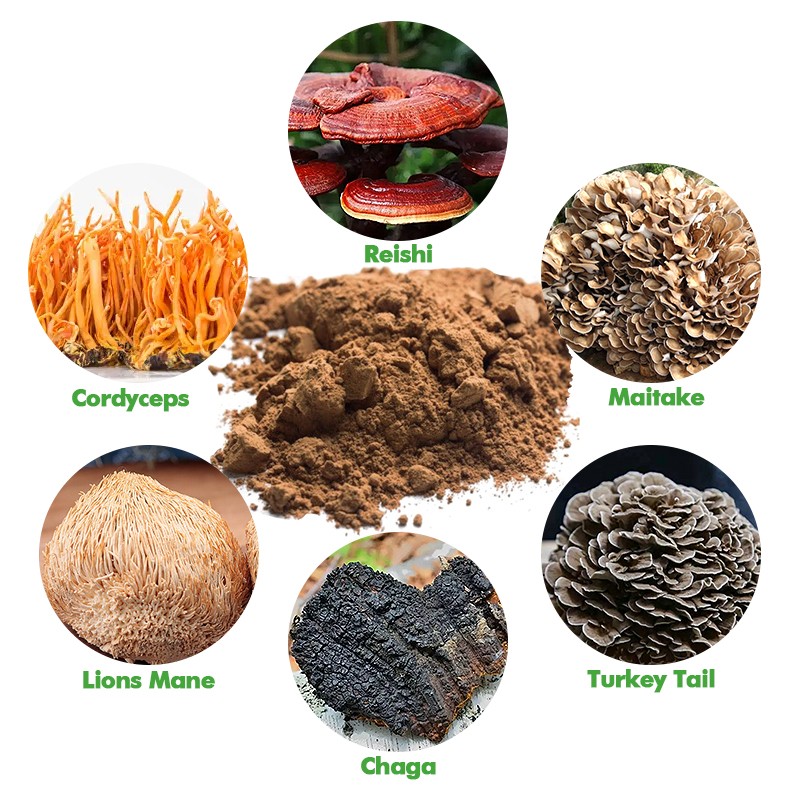 OEM 6 in 1 Reishi  Lions Mane  Chaga  Cordyceps  Maitake  Agaricus Blazei Mushroom Coffee