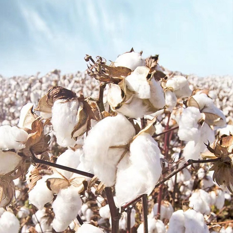 Muslin Blanket Factory - Baby 2 Layers Gauze