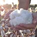 Pima Cotton Products